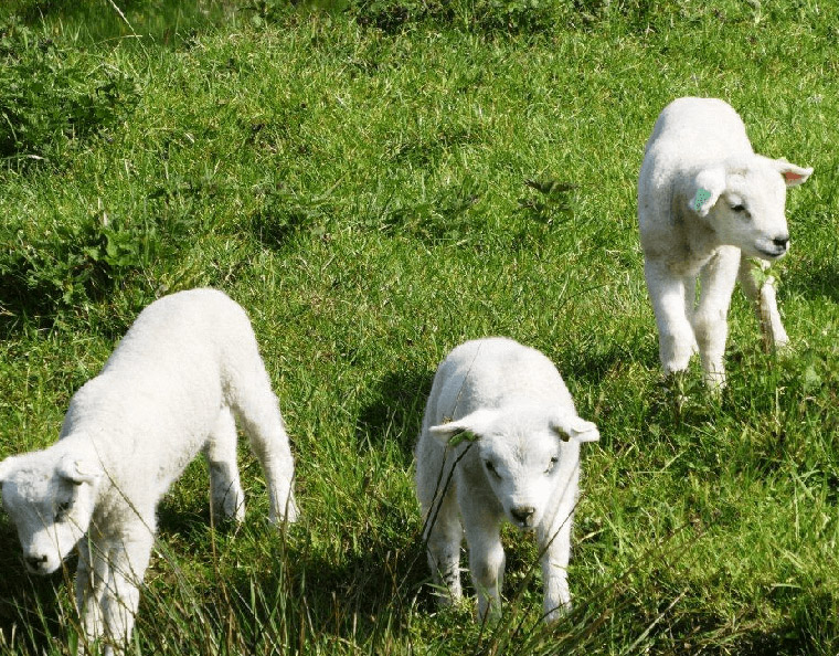 農(nóng)業(yè)展廳設(shè)計方案-農(nóng)業(yè)展廳-農(nóng)業(yè)展廳設(shè)計-農(nóng)業(yè)展廳設(shè)備-農(nóng)業(yè)展廳建設(shè)-七全七美智能科技 農(nóng)業(yè)展廳設(shè)計方案-農(nóng)業(yè)展廳-農(nóng)業(yè)展廳設(shè)計-農(nóng)業(yè)展廳設(shè)備-農(nóng)業(yè)展廳建設(shè)-七全七美智能科技