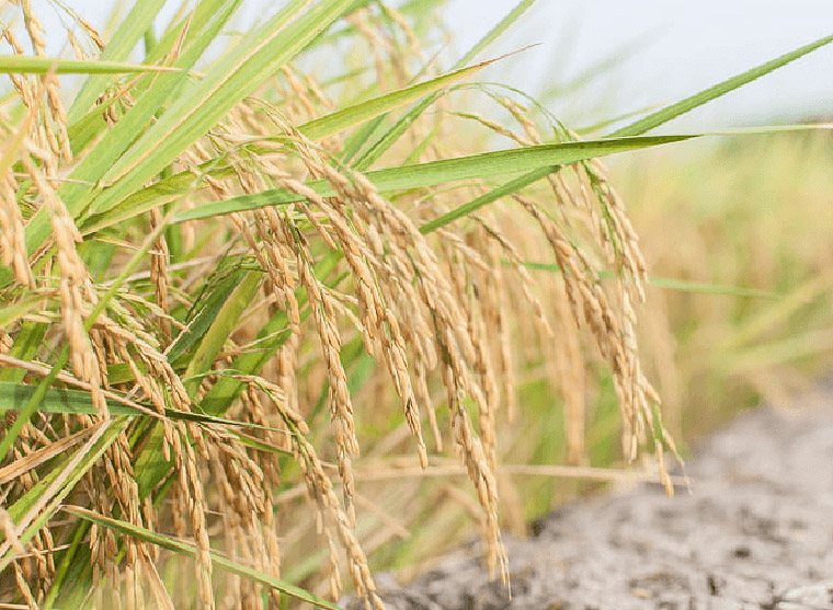 扶貧成果展覽館多媒體互動展示 扶貧成果展覽館多媒體互動展示