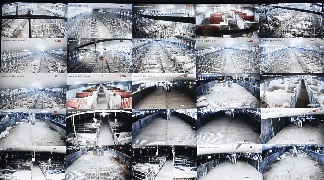 物聯(lián)網(wǎng)畜禽養(yǎng)殖工程案例 物聯(lián)網(wǎng)畜禽養(yǎng)殖工程案例